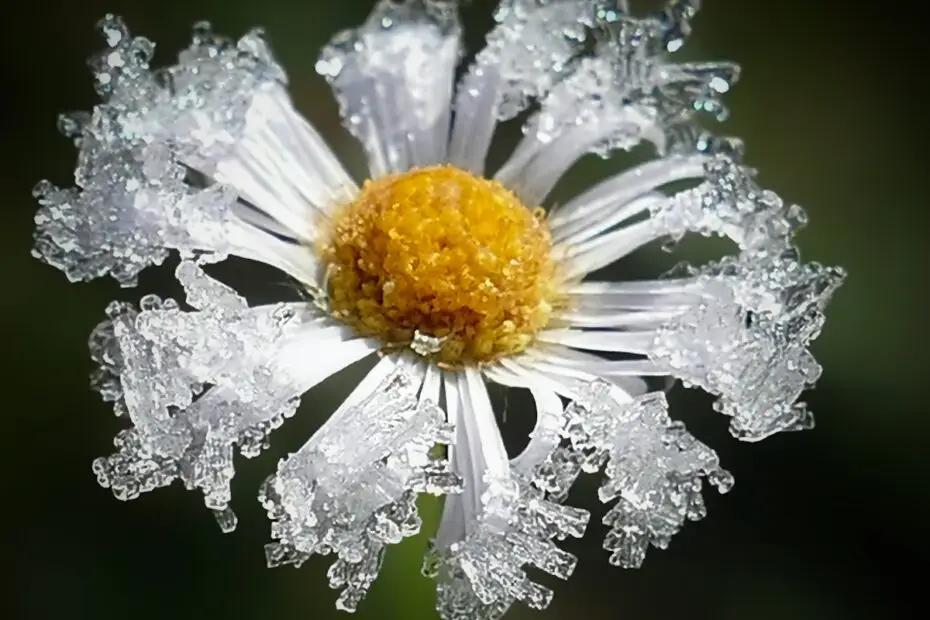 a close up of a flower with water droplets on it