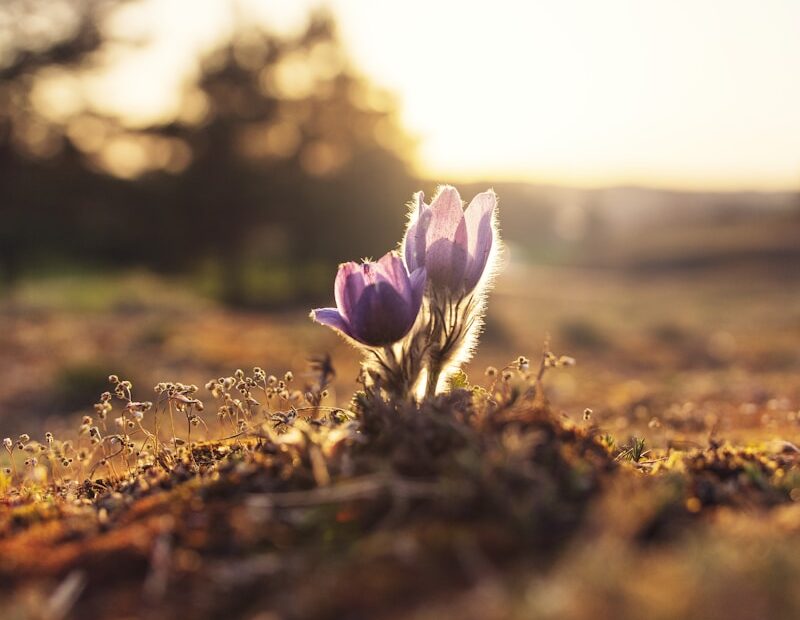shallow focus photography of purple flowers