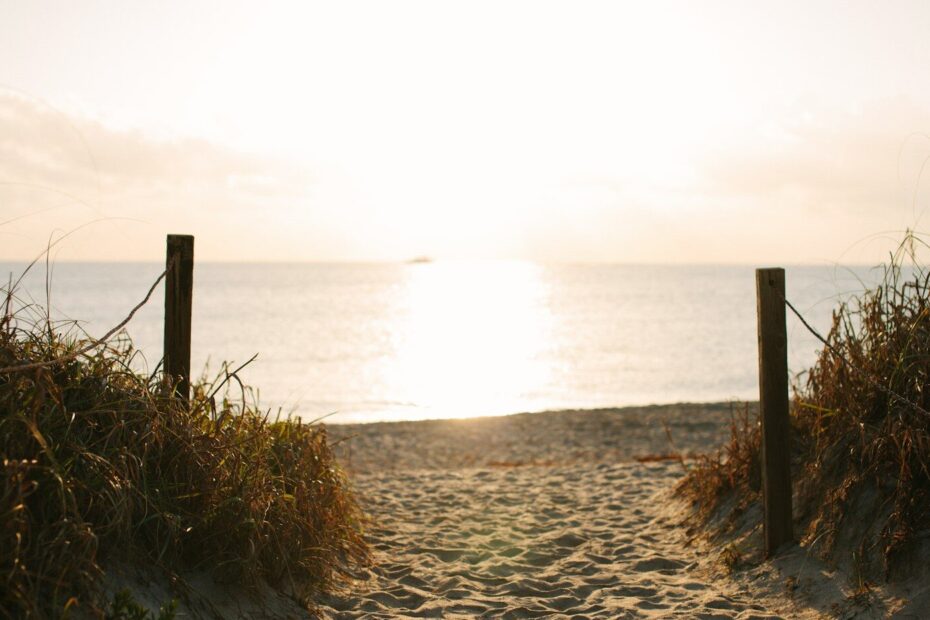 shallow photography of brown grass near body of water